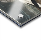 Gannet Impression Acrylique