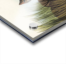 Yellow-breasted Rail Acrylic print