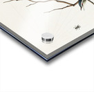 Red-eyed Vireo Acrylic print