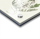 Chipping Sparrow Acrylic print