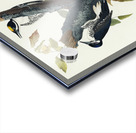 Three-toed Woodpecker Acrylic print