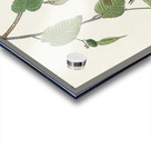 Autumnal Warbler Acrylic print