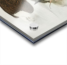 White Headed Sea Eagle or Bald Eagle Acrylic print