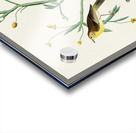 Yellow Red-poll Warbler Acrylic print