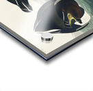 Razor Bill Acrylic print