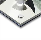 Stormy Petrel Acrylic print