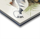 Hooded Merganser Acrylic print