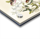 Lesser Red-Poll Acrylic print