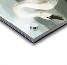 Common American Swan Acrylic print