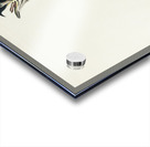 White-headed Eagle Acrylic print