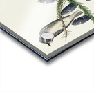 Olive sided Flycatcher Acrylic print