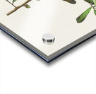 Roscoes Yellow-throat Acrylic print