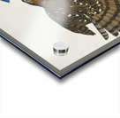 Stanley Hawk Acrylic print