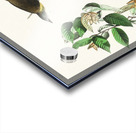 American Redstart Acrylic print