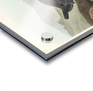 American Redstart Acrylic print