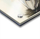 American Redstart Acrylic print