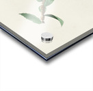 Bewicks Wren Acrylic print