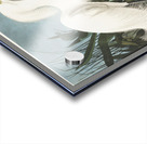 Snowy Heron or White Egret Acrylic print