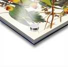 Carolina Parrot Acrylic print