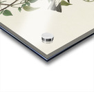 Golden-crowned Thrush Acrylic print