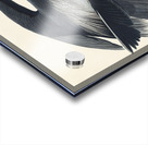 Golden-crowned Thrush Acrylic print