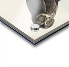 Great Cinereous Owl Acrylic print