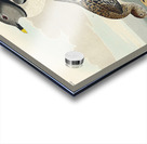 Fork-tailed Gull Acrylic print