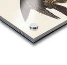 Great Footed Hawk Acrylic print