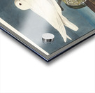 Ivory Gull Acrylic print