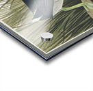 American Coot Acrylic print