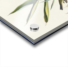 Vireo Solitarius Acrylic print