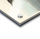 Slender-billed Guillemot Acrylic print