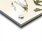 Golden-winged Warbler and Cape May Warbler Acrylic print