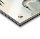 Great Northern Diver or Loon Acrylic print