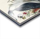 Red-Throated Diver Acrylic print