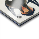 Kildeer Plover Acrylic print