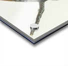 Brown-headed Nuthatch Acrylic print