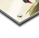 Common Gallinule Acrylic print