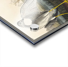 Tell-tale Godwit or Snipe Acrylic print