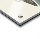 Wilsons Plover Acrylic print