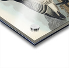 Barnacle Goose Acrylic print