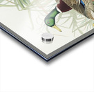 Mallard Duck Acrylic print