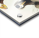 Tufted Auk Acrylic print