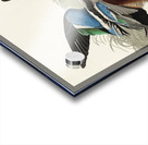 Shoveller Duck Acrylic print