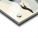 Uria Brunnichi Acrylic print