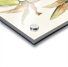 Kentucky Warbler Acrylic print