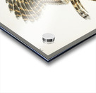 Barred Owl Acrylic print