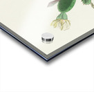 Grass Finch or Bay-winged Bunting Acrylic print