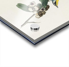 Yellow Throated Warbler Acrylic print