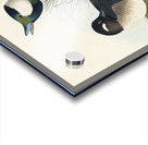 Buffel-headed Duck Acrylic print